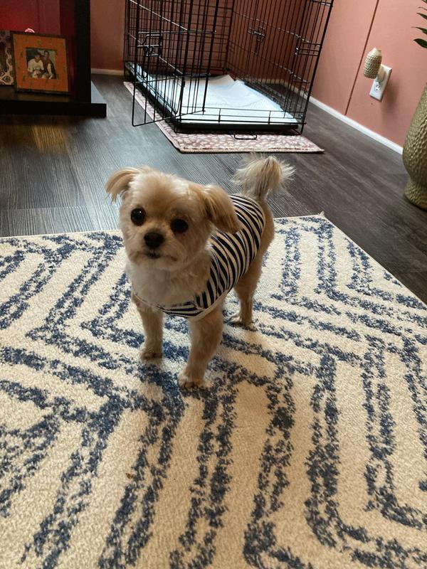 Thank you Chewy for having my kabobs!