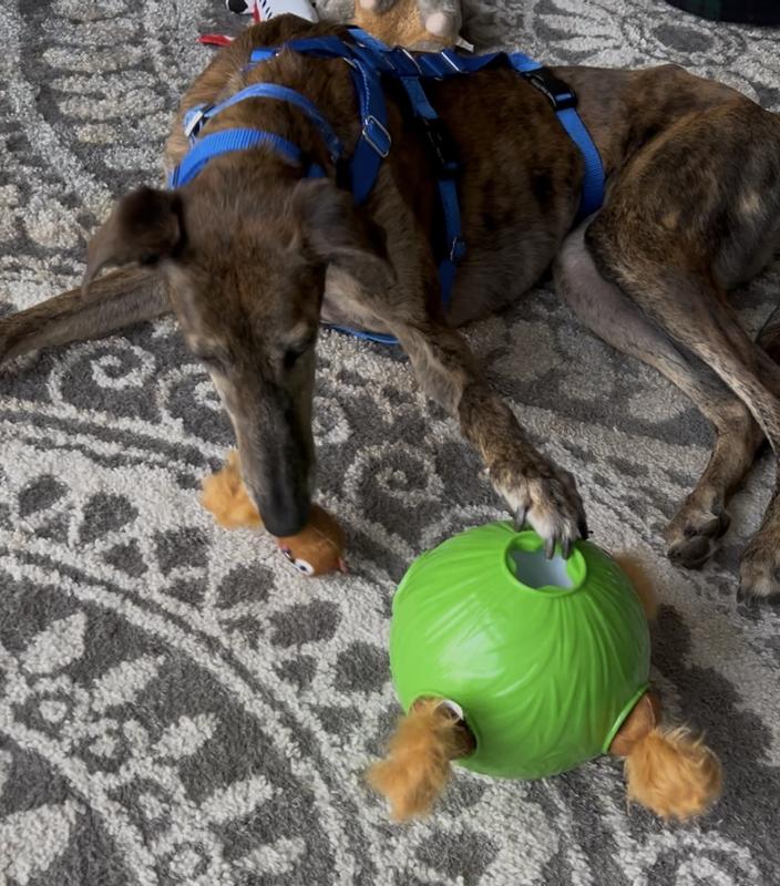 Once she figured out the trick of holding the ball with her paws and pulling the chipmunks with her mouth it was game over!