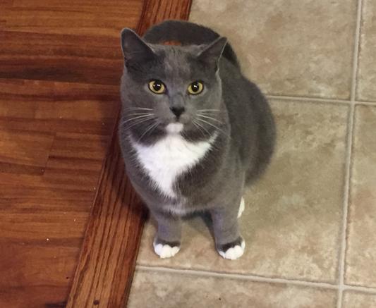 My most recent cat, Cinder