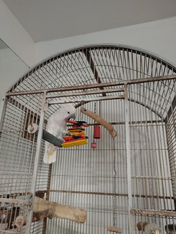 My pet playing with the new toy