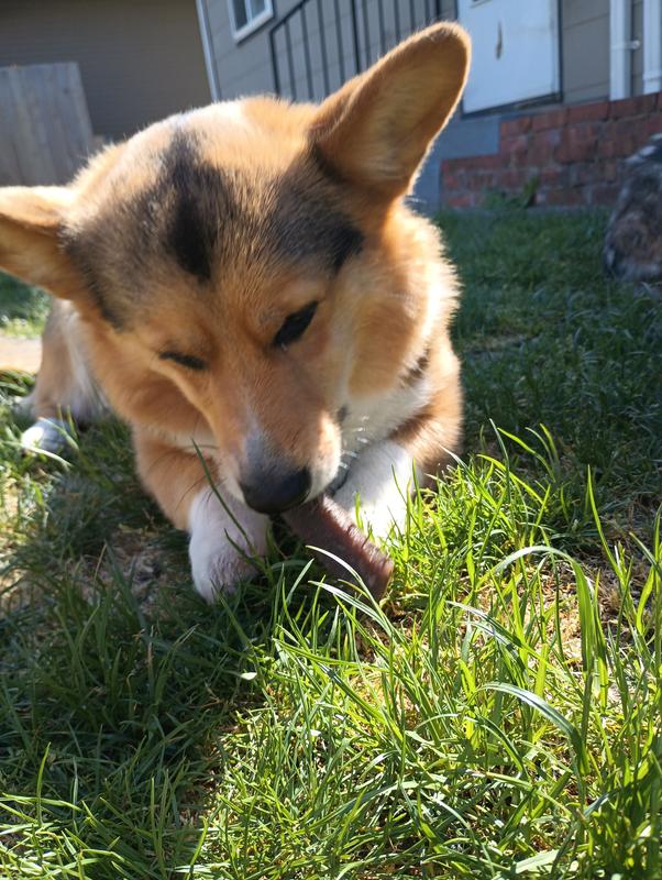 Enjoying his treat.