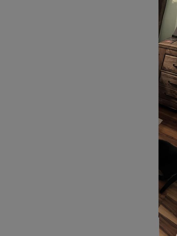 Noah getting first test run while Shadow and Simba “investigate”