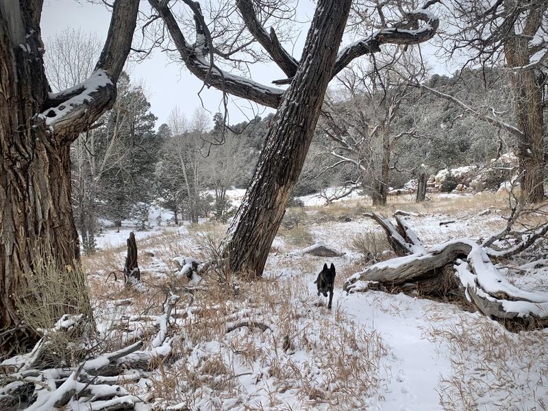 Running full-speed for Freshpet Vital beef & lamb nuggets