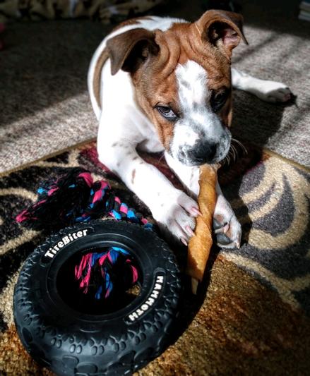 Enzo loves his Chewy!