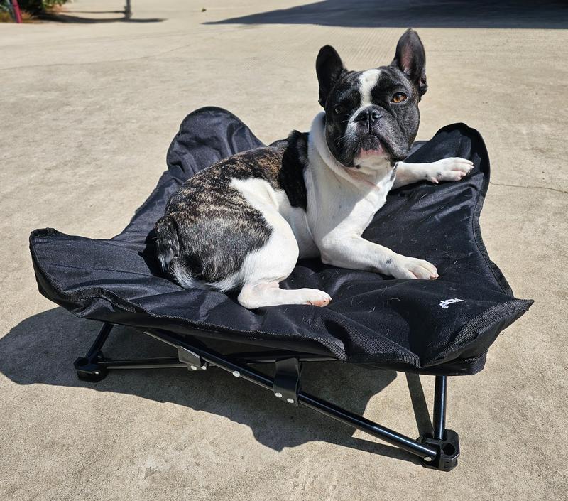 30lb French Bulldog in Medium bed
