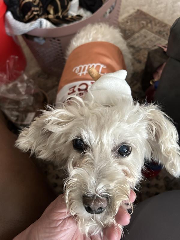 Pumpkin Dog Outfit