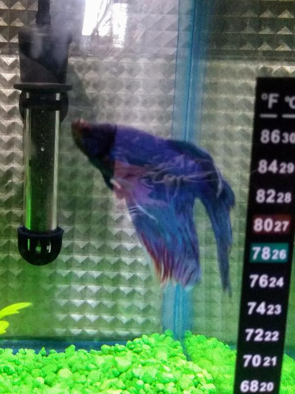 Shimmer 💖 TetraBetta food!
