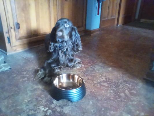 He was not thrilled with the empty dish.