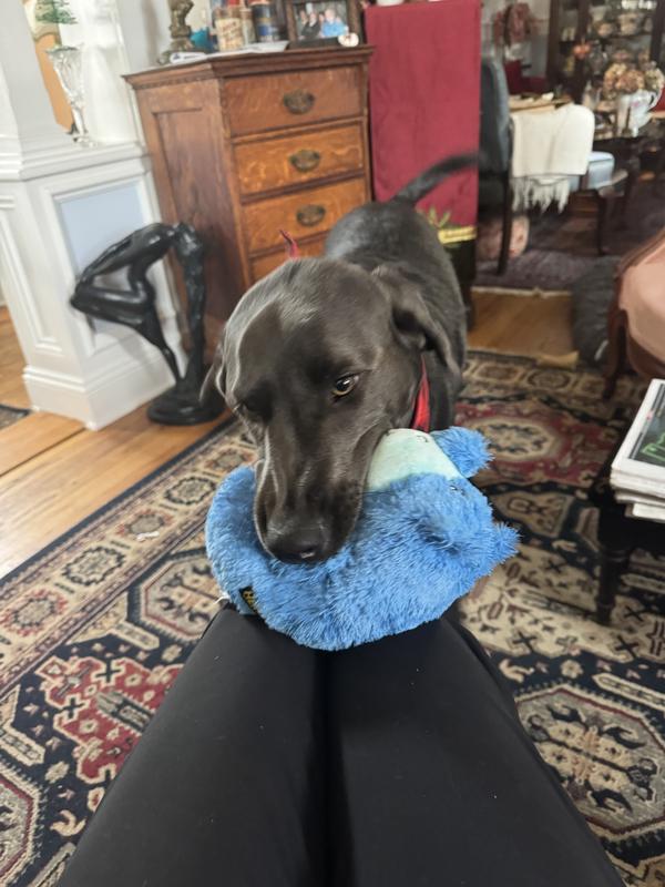 Smokies favorite toy!