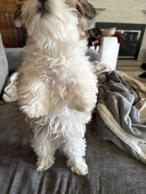 Does up happily for kibble