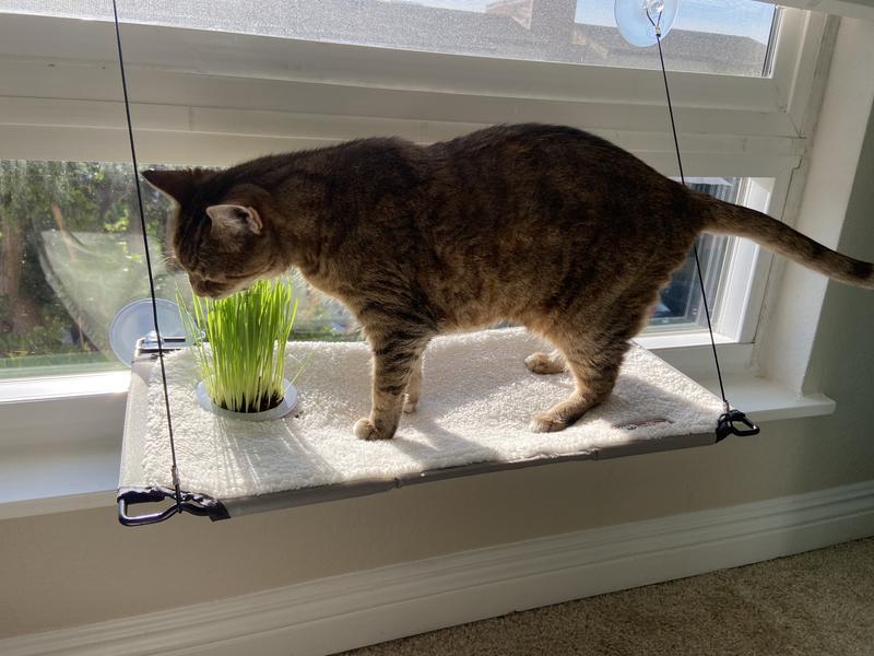 K&H cat grass sprouted, Loni on her K&H cat grass grow station, cat grass kit, Loni enjoying her K&H cat grass