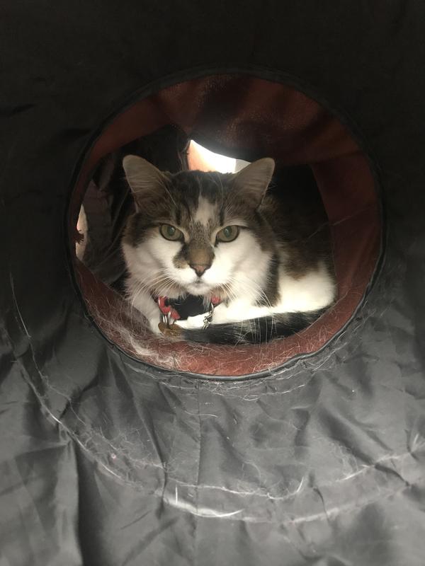 Me in my crinkle tunnel