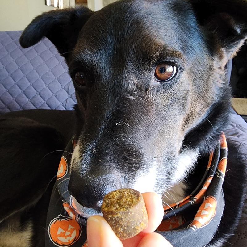 A large border collie mix politely waiting to eat one of the supplement pellets.