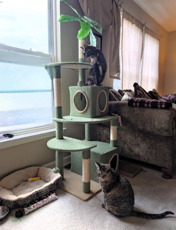 Arthritic cat at the top!