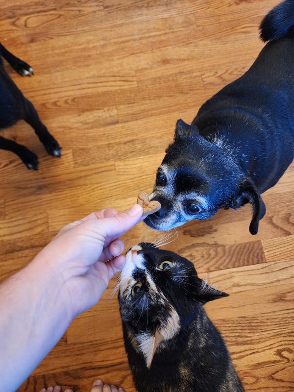 Even the cats wanted in on this action.