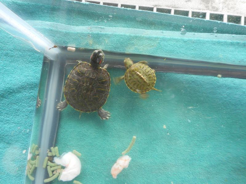 She eats daily and nibbles on the calcium block