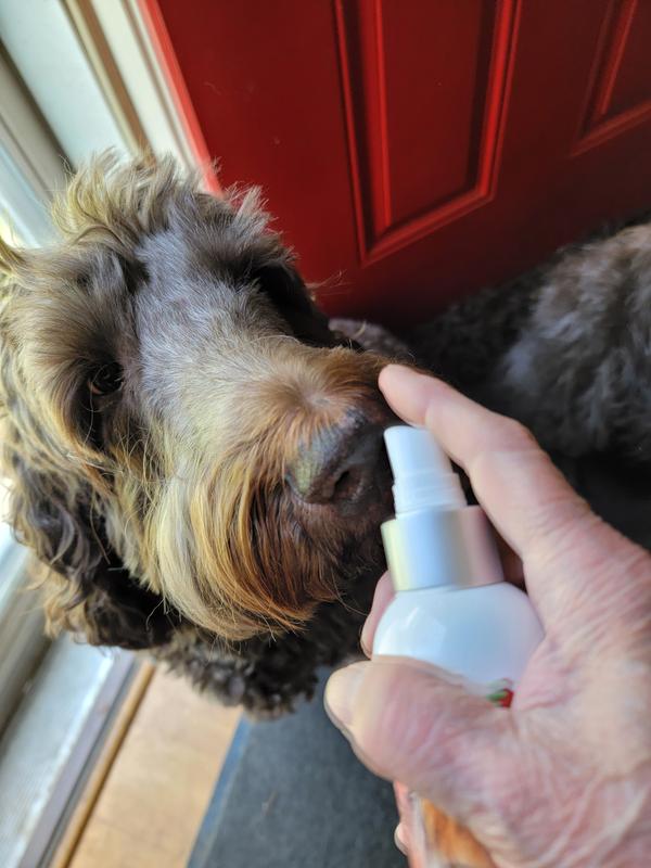 Guinness didn't want to miss out, either!