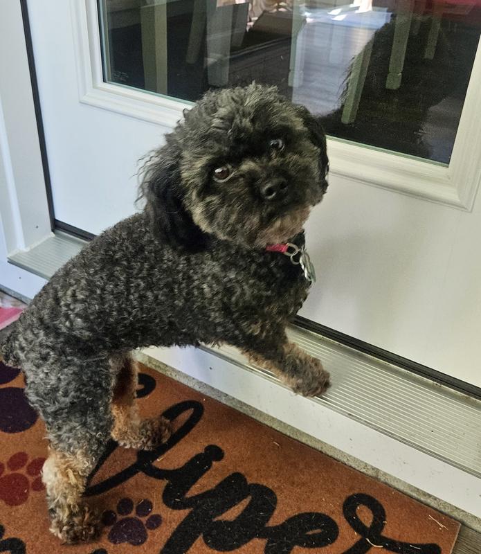 Patiently waiting for her Beggin treat