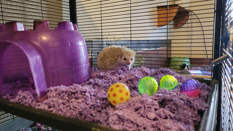 Colorful shop hamster bedding