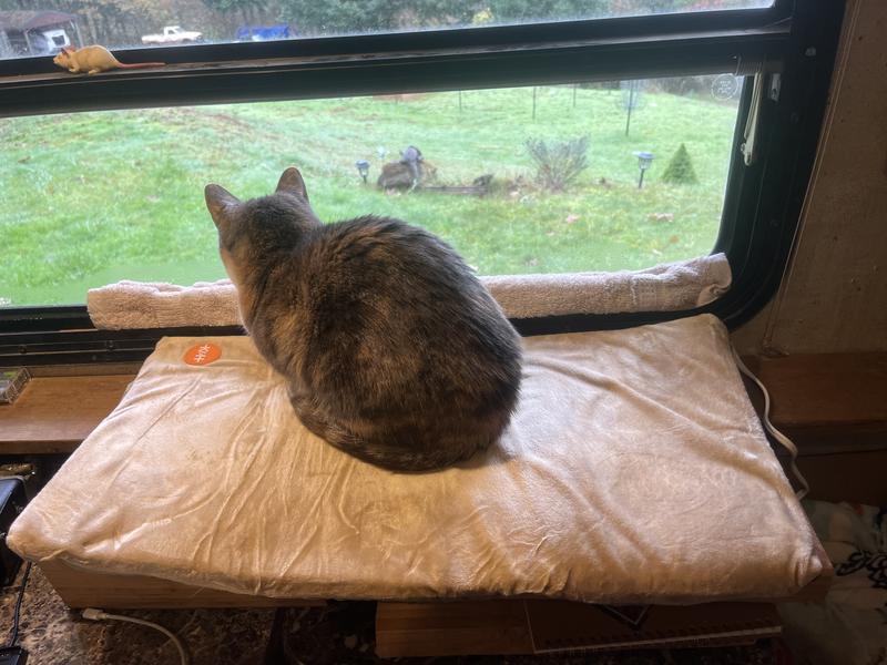 Small tabico cat sitting in loaf position on heating mat.