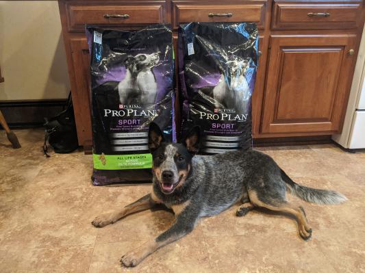 Healthy diet, happy dog!
