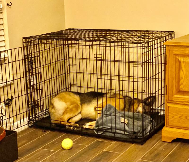 Maxx in his new crate