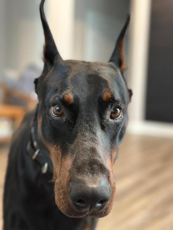 Does this nose look like it misses a single delicious smell?