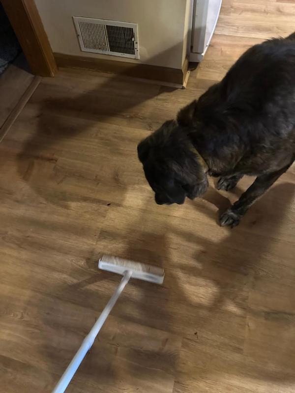 Dog passing through whose hair cleaning up. Worked great