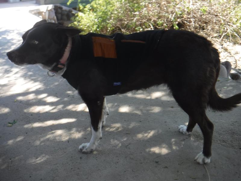 Beenie, finally convinced to stand still for a moment, models her Frisco vest.