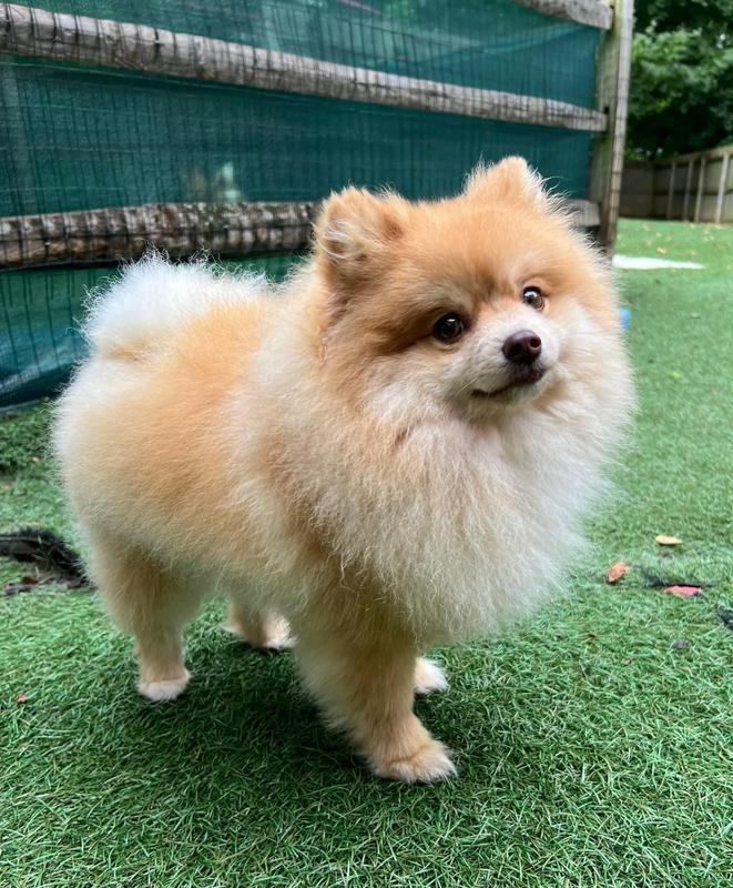 Leaves cost fluffy and shiny