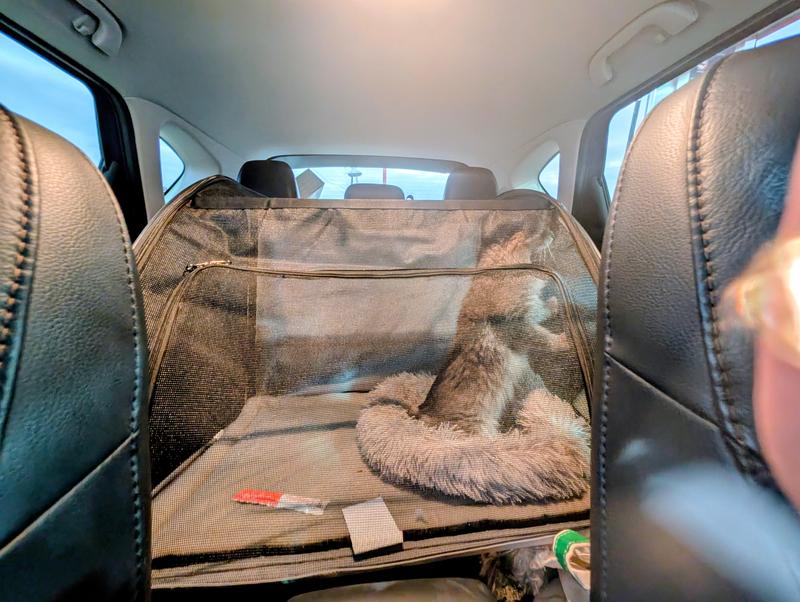 looking through the window!