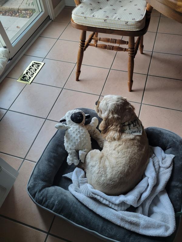 Snuggled up with Lamby