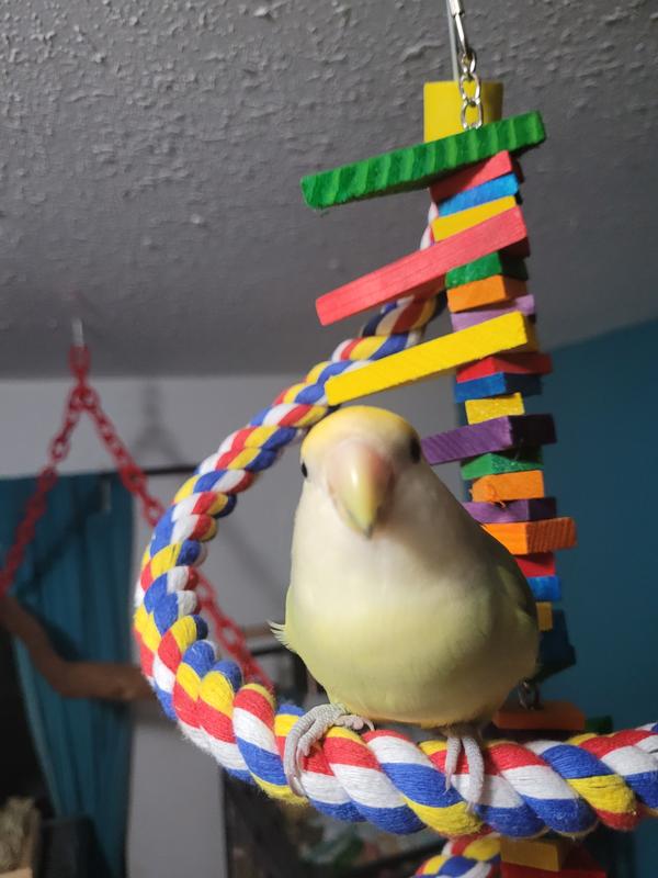 Sheamus the lovebird after his dinner of pellets