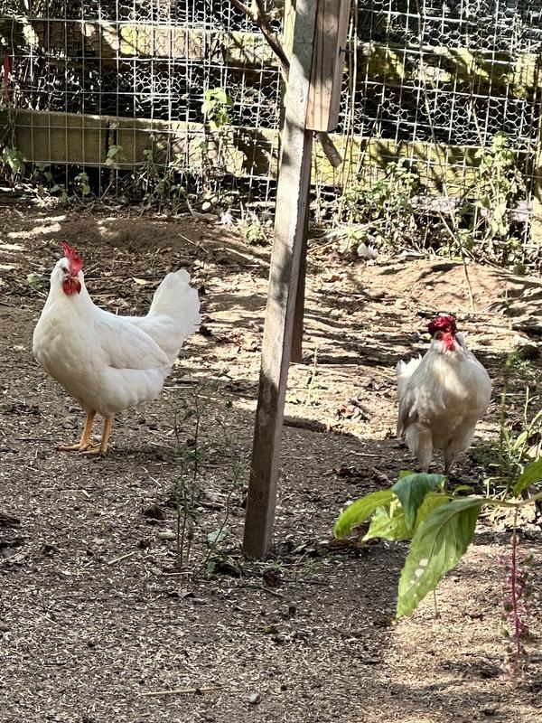 one of the hens and a rooster