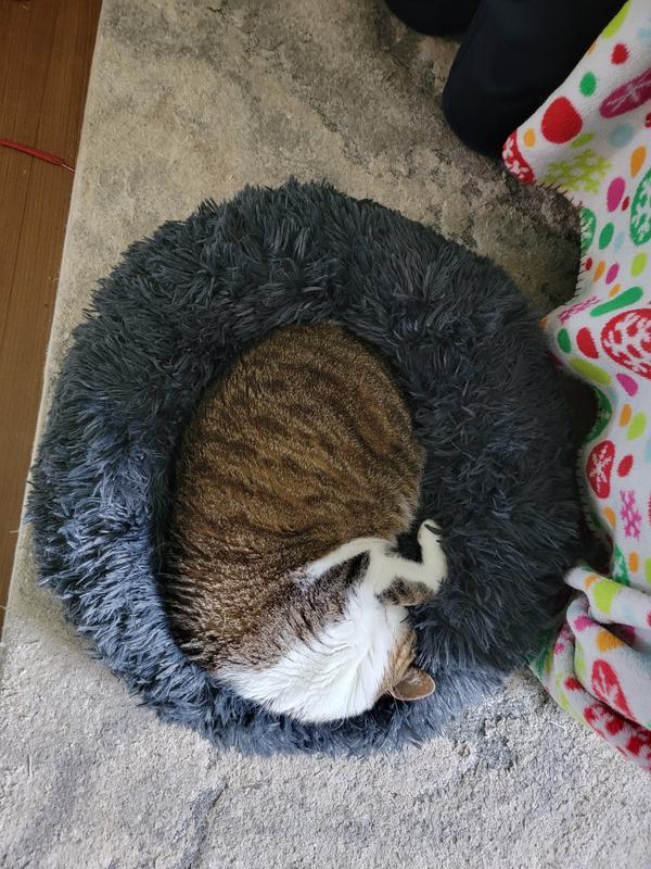 Luna sleeping peacefully. She is a very large cat.