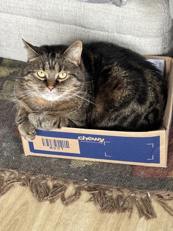 Bird enjoying the box the Goat Mill arrived in.