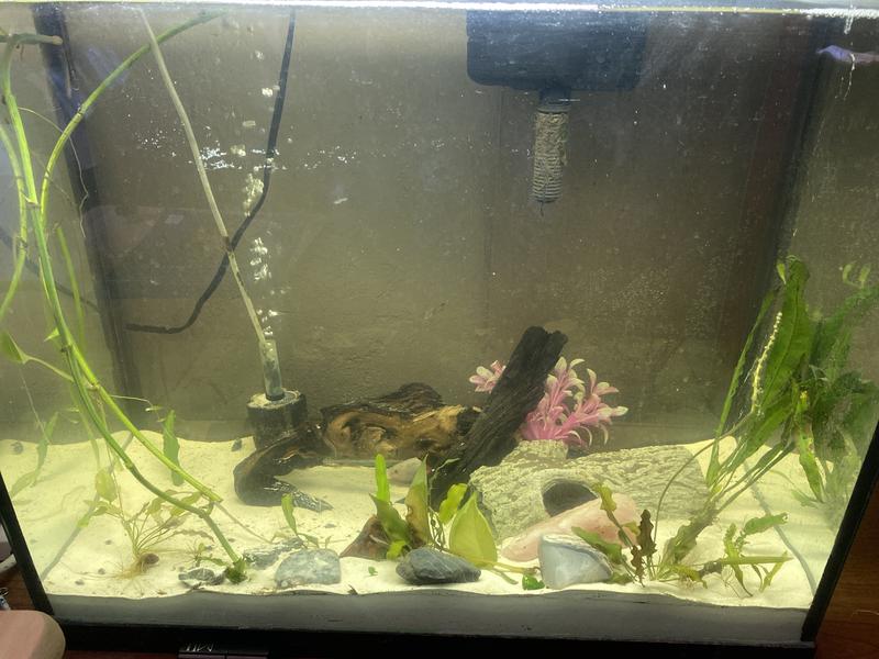 Sugar Sand with plants.