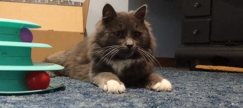 Frisco Double-Row Flea Comb for Cats & Dogs