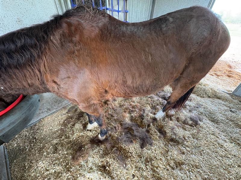 After one month on Equilene, my Cushings gelding shed naturally!