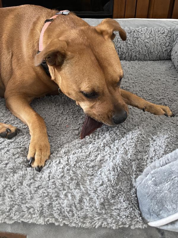 Terra the Pitbull chewing on her treat