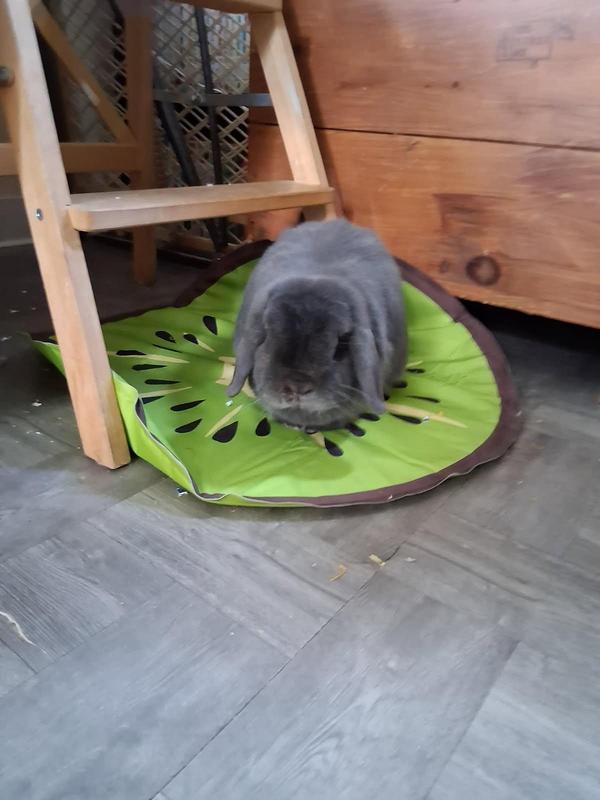 Bucky chilling on the mat