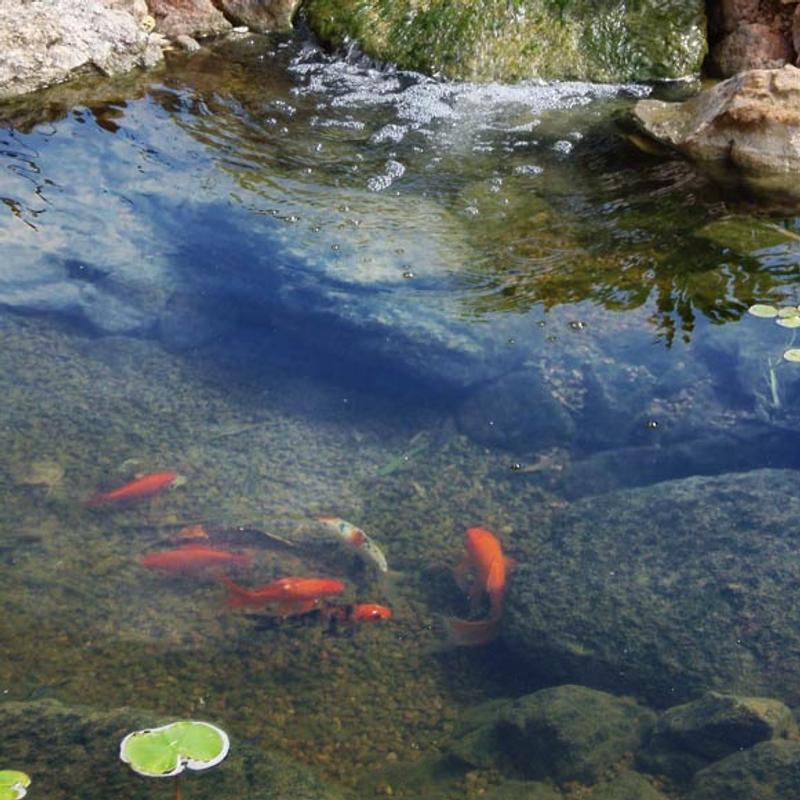 At first, I thought the bomb might be too big for my small pond, but it has been fine thus far. The water is clearer, my fish are fine, and wildlife are still drinking from it about one day after placement.