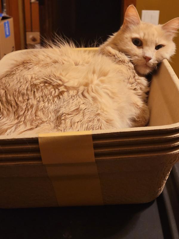 12 lbs. cat for reference