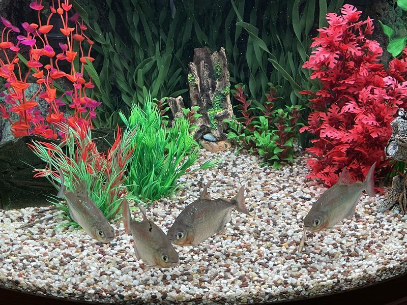 Silver dollars enjoying themselves!!!