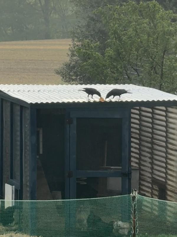 A couple of crows, enjoying a snack together.