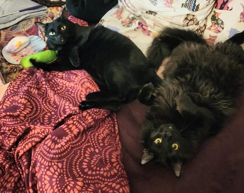 FurryPurry BroFurs🐾🐾