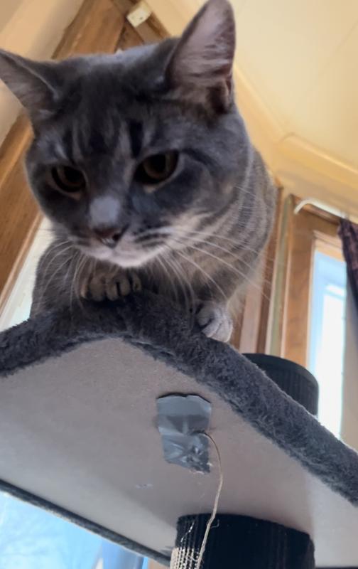 Boo-Boo loves her tree!