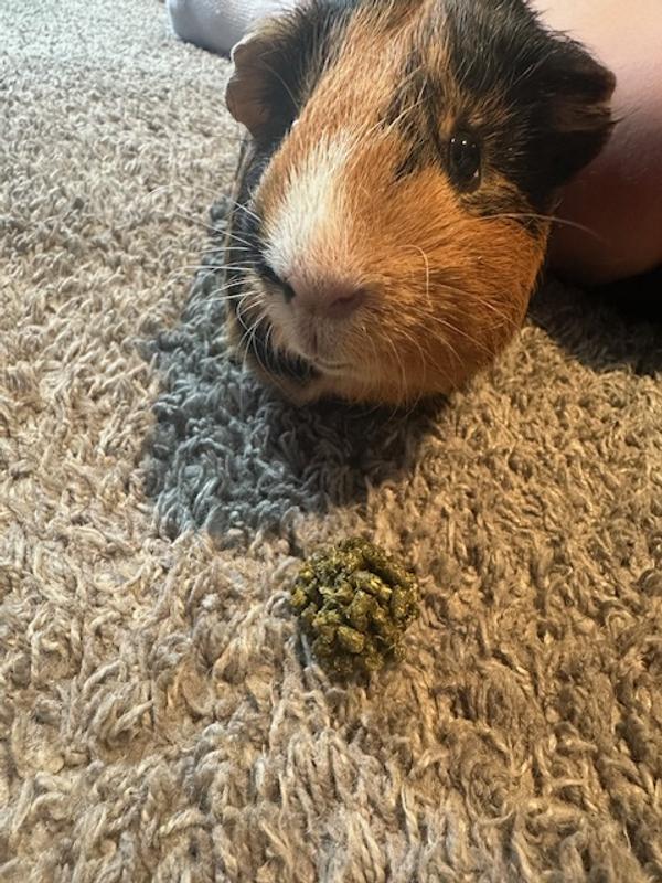 Leo questioning what this new treat is