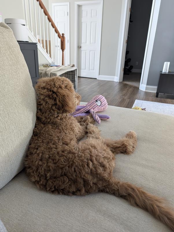 The type of fur our mini golden doodle has. Slicker brush and comb combo works well for detangling!