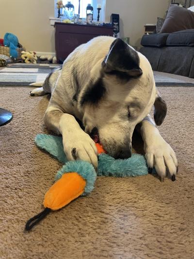 Beetle and his Duckie!